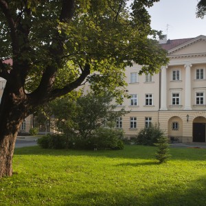 Klon jawor stojący przed Wydziałem Polonistyki to jedno z największych uniwersyteckich drzew. Mierzy 22 metry, a w obwodzie ma 85 cm. Fot. M. Kaźmierczak