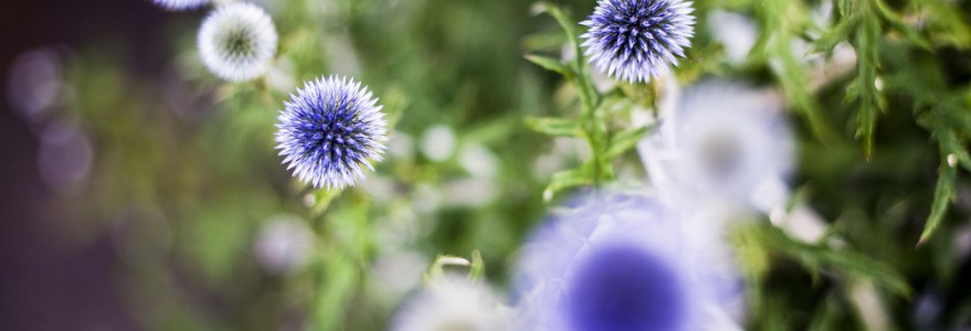 Takie piękne przegorzany można spotkać w Ogrodzie Botanicznym UW. Fot. M. Kaźmierczak