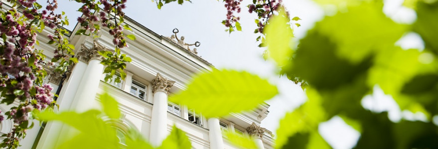 Gdy odnawiano budynek Dawnej Biblioteki wygląd zmienił nie tylko sam gmach, ale i jego otoczenie. To właśnie tam rośnie jedna najpiękniejszych wiśni japońskich, znajdujących się na zabytkowym terenie Uniwersytetu. Wiśnie można też spotkać przy Pałacu Tyszkiewiczów-Potockich, za Auditorium Maximum oraz gmachem Wydziału Polonistyki. Fot. M. Kaźmierczak