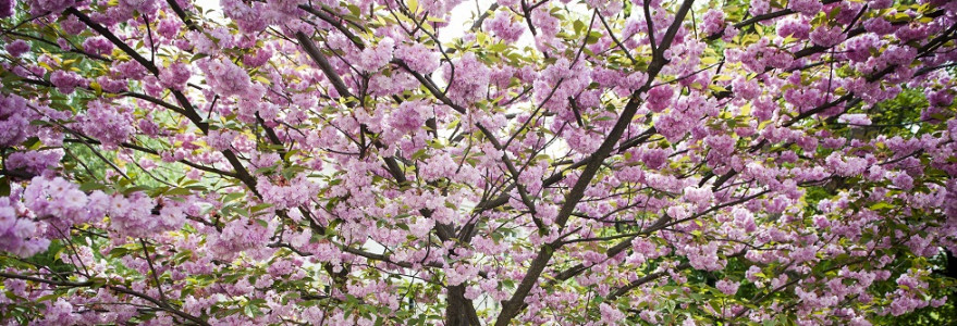 Ten okaz wiśni japońskiej rośnie przed budynkiem Dawnej Biblioteki. Drzewo dorasta do 10 metrów, a parasol biało-różowych kwiatów może być szeroki nawet na 8 metrów. Fot. M. Kaźmierczak
