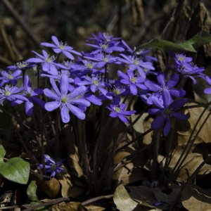 Przylaszczka pospolita w Ogrodzie Botanicznym UW. Fot. Agnieszka Krzyk