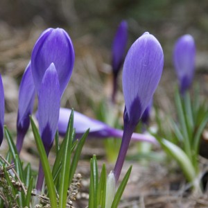 Krokusy,  fot. Ogród Botaniczny UW