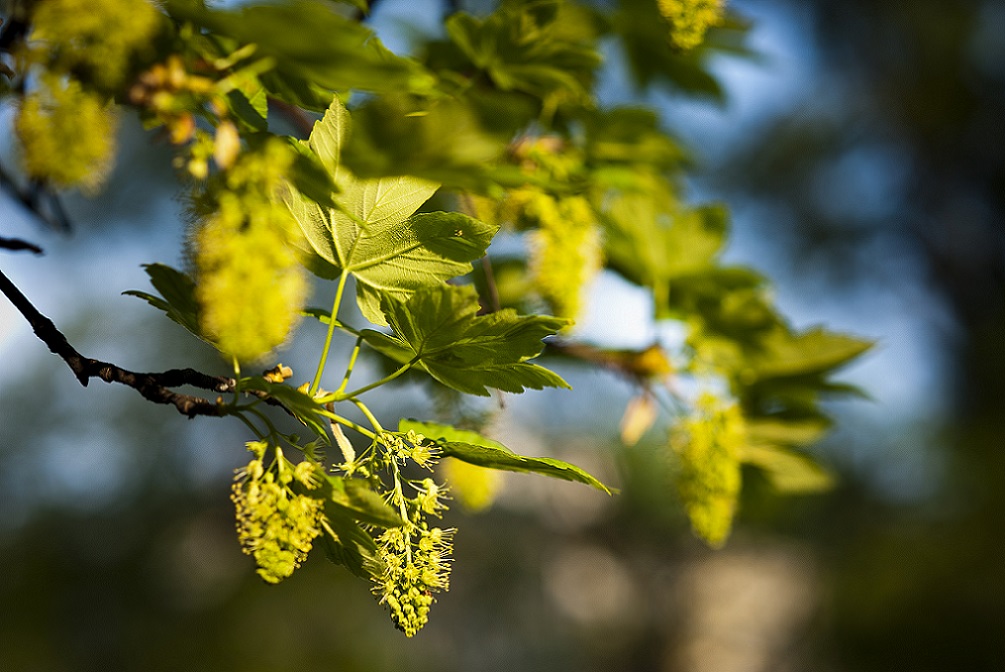 Zielony Dzień na UW