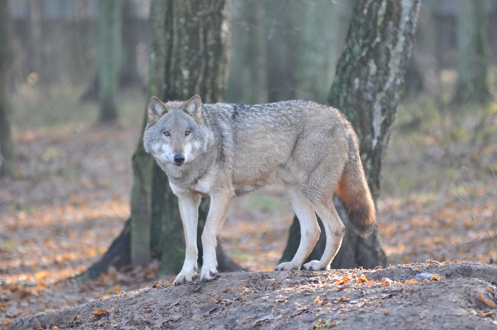 Zmiana klimatu a dieta wilków