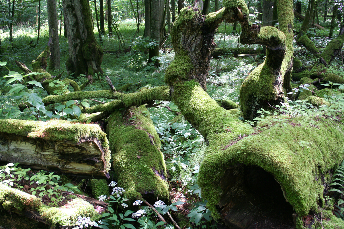 Publikacja w „Nature”