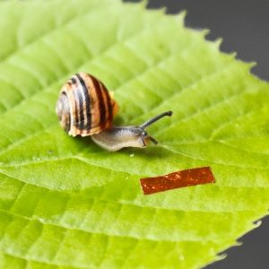 Robota-ślimak obok żywego ślimaka ogrodowego (Cepaea hortensis). Źródło: Wydział Fizyki UW