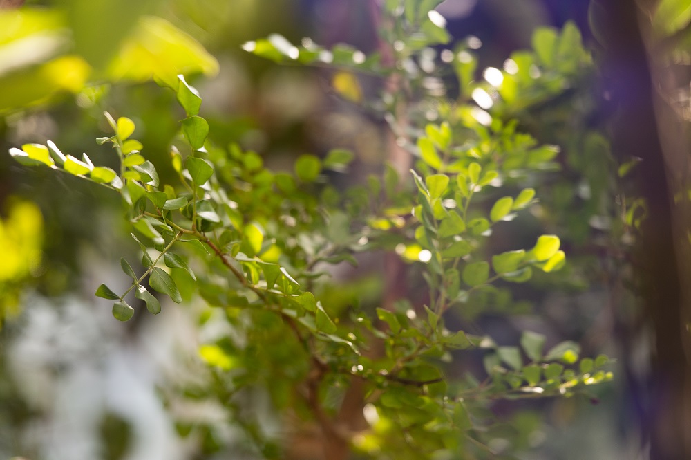 Egzotyczny gatunek kleszcza w Polsce