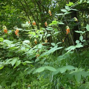 Groszek wschodniokarpacki (Lathyrus laevigatus) jest jednym z gatunków o małym zasięgu geograficznym, które ustępują z lasów. Fot. Archiwum Białowieskiej Stacji Geobotanicznej UW