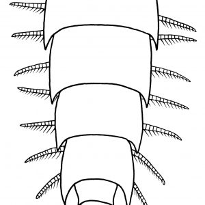 Schematyczna rekonstrukcja ciała stawonoga z grupy Euthycarcinoidea (Heterocrania rhyniensis) znalezionego w stanowisku paleontologicznym Rhynie i Windyfield Chert. Rys. dr Gregory D. Edgecombe.