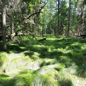 Turzyca drżączkowata (Carex brizoides) łatwo opanowuje dno lasu, zarówno wewnątrz naturalnego zasięgu, jak i poza jego granicami. Fot. Olga Cholewińska