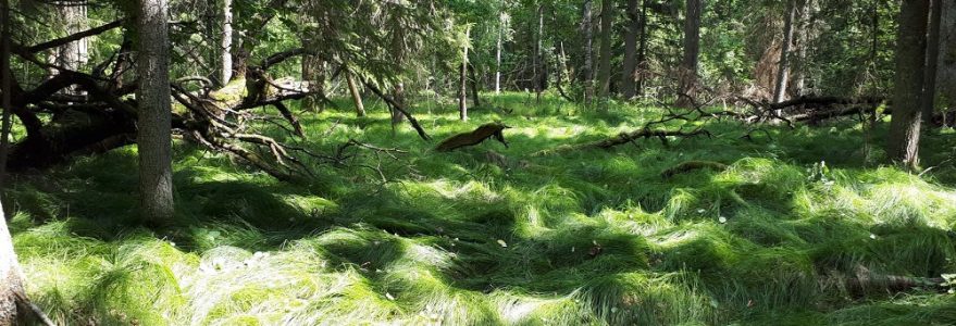 Turzyca drżączkowata (Carex brizoides) łatwo opanowuje dno lasu, zarówno wewnątrz naturalnego zasięgu, jak i poza jego granicami. Fot. Olga Cholewińska
