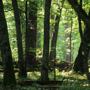 W okresie letnim temperatura pod zwartym okapem lasu może być o kilka stopni niższa niż na otwartej przestrzeni. Fot. I. Smerczyński