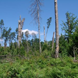 Silne wiatry oraz ataki owadów i grzybów prowadzą do śmierci drzew i przerwania zwarcia drzewostanu, co powoduje nagły wzrost temperatur na dnie lasu. Fot. I. Smerczyński