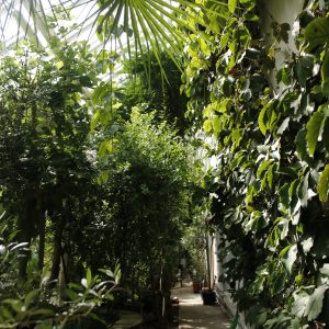 Ogród Botaniczny UW