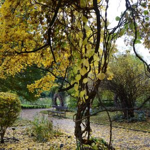 Ogród Botaniczny UW.