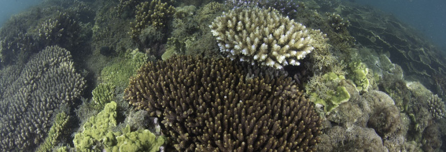 Kolonie koralowców gałązkowych i inkrustujących z raf barierowych Magnetic Island, Queensland. Foto Tom Bridge.