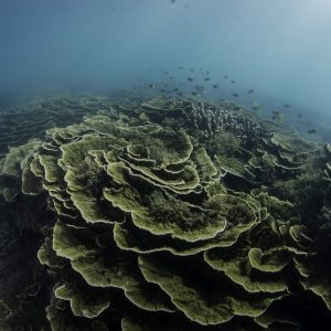 Charakterystyczne dla słabo naświetlonych wód koralowce o listkowatych koloniach z raf barierowych Magnetic Island, Queensland. Fot. Tom Bridge.