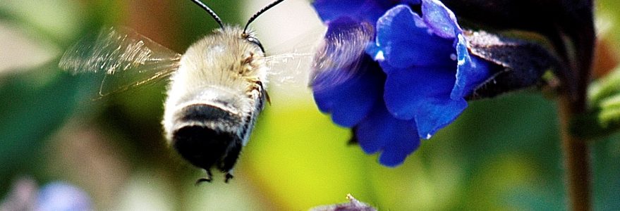 Porobnica wiosenna (Anthophora plumipes) lądująca na miodunce ćmej (Pulmonaria obscura), fot. M. Zych.