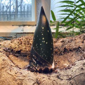 Dziwidło olbrzymie (Amorphophallus titanum) – 14 kwietnia 2021 r., fot. Izabela Kuzyszyn, Ogród Botaniczny UW