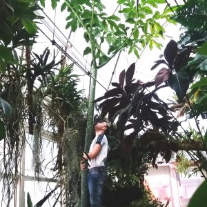 Dziwidło olbrzymie (Amorphophallus titanum) 1 stycznia 2019 r., fot. Ogród Botaniczny UW