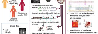 Experimental workflow. Źródło: "Mapping chromatin accessibility and active regulatory elements reveals pathological mechanisms in human gliomas"/"Nature Communications".