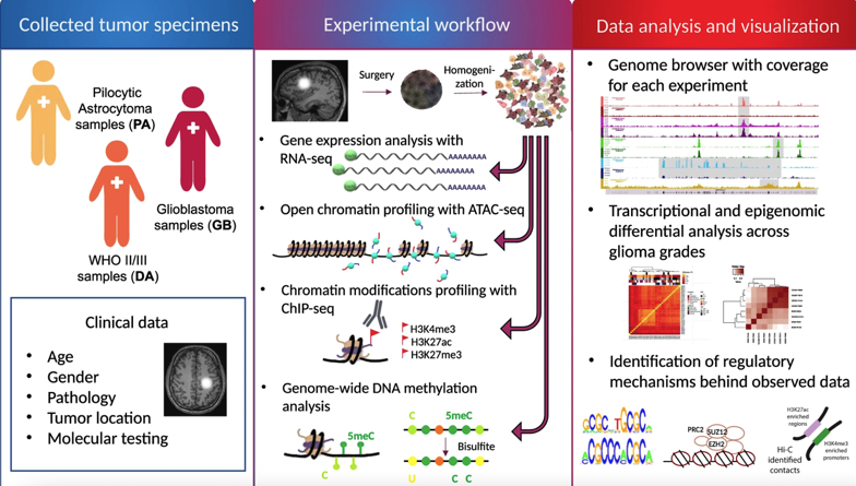 Experimental workflow. Źródło: "Mapping chromatin accessibility and active regulatory elements reveals pathological mechanisms in human gliomas"/"Nature Communications".