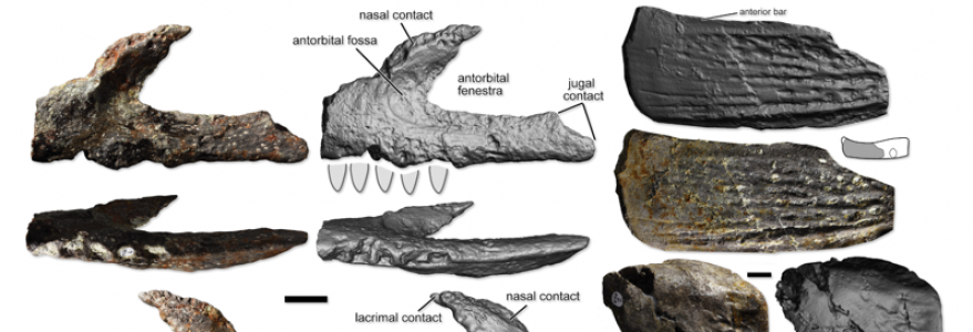 Szczątki odnalezione na stanowisku w Kocurach. Źródło: "Journal of Vertebrate Paleontology".