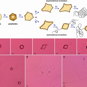 Kropelki emulsji po ochłodzeniu odkształcają się i ostatecznie wytwarzają jedno lub dwa włókna. Schemat (a) przedstawia kolejne etapy przekształcania początkowo kulistej kropli w pływaka. Zmiany kształtu kontrolowane są przez powierzchniowe przejście fazowe detergentu. (b-e) Seria pływaków o różnych kształtach i tempie pływania. Rodzaj użytego oleju i środka powierzchniowo czynnego decyduje o elastycznych właściwościach włókien. Źródło obrazu: publikacja w „Nature Physics” (2021).