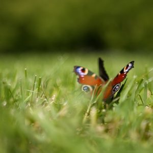 Motyl w ogrodach BUW