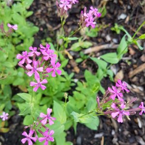 Lepnica litewska (Silene lithuanica) fot. Izabella Kirpluk