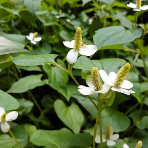 Pstrolistka sercowata (Houttuynia cordata) fot. Izabella Kirpluk