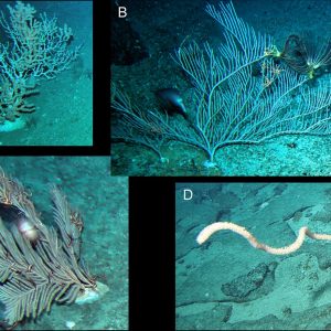 Fot. 2. Koralowce ośmiopromienne z mórz okalających Tasmanię. A–Keratoisis sp.; B–Paracalyptrophora sp.; C–Callogorgia sp.; D–Lepidisis sp.