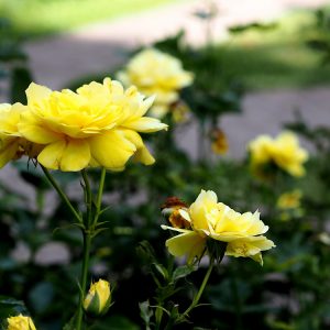 Ogród Botaniczny UW. Fot. O. Dorczuk/UW.