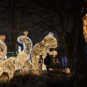 Materiały prasowe „MagicznyBotaniczny".