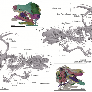Szkielet Bellairsia gracilis widoczny z góry i od dołu z wyszczególnionymi kośćmi czaszki. Źródło: M. Tałanda/UW.