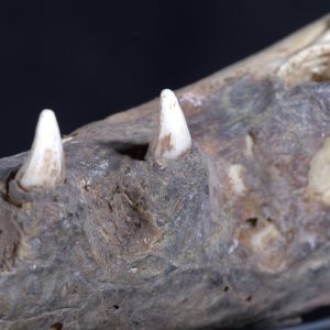 Detal żuchwy krokodyla z zachowaną skórą. Fot. M. Jawornicki/CAŚ UW