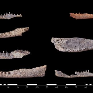 Odkryte szczątki krokodyli na terenie nekropoli Asasifu Północnego. Fot. Centrum Archeologii Śródziemnomorskiej UW