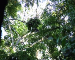 Gniazdo szympansie na drzewie w rejonie północnego Uele. Fot. Folia Primatologica 