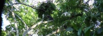 Gniazdo szympansie na drzewie. Fot. Folia Primatologica