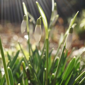 Otwarcie sezonu w Ogrodzie Botanicznym UW. Wiosna 2023. Fot. J. Popławska, Ogród Botaniczny UW.