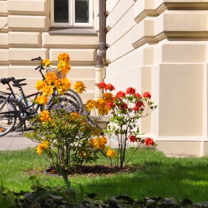 Zieleń na Kampusie Głównym UW przy Krakowskim Przedmieściu. Źródło: Biuro Promocji UW