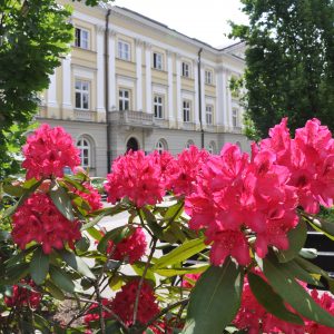 Zieleń na Kampusie Głównym UW przy Krakowskim Przedmieściu. Fot. Joanna Burkot