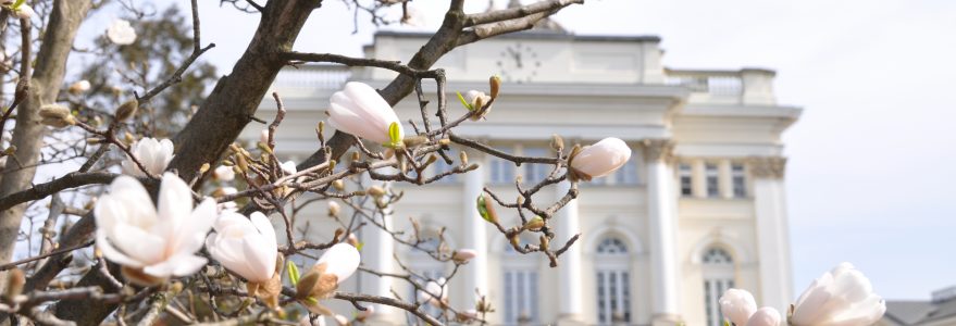 Magnolia przed budynkiem Starej Biblioteki na kampusie UW przy Krakowskim Przedmieściu. Źródło: Biuro Promocji UW