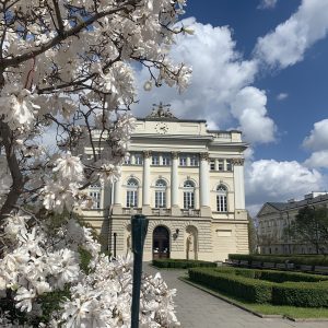 Magnolia przed budynkiem Starej Biblioteki. Fot. Anna Modzelewska