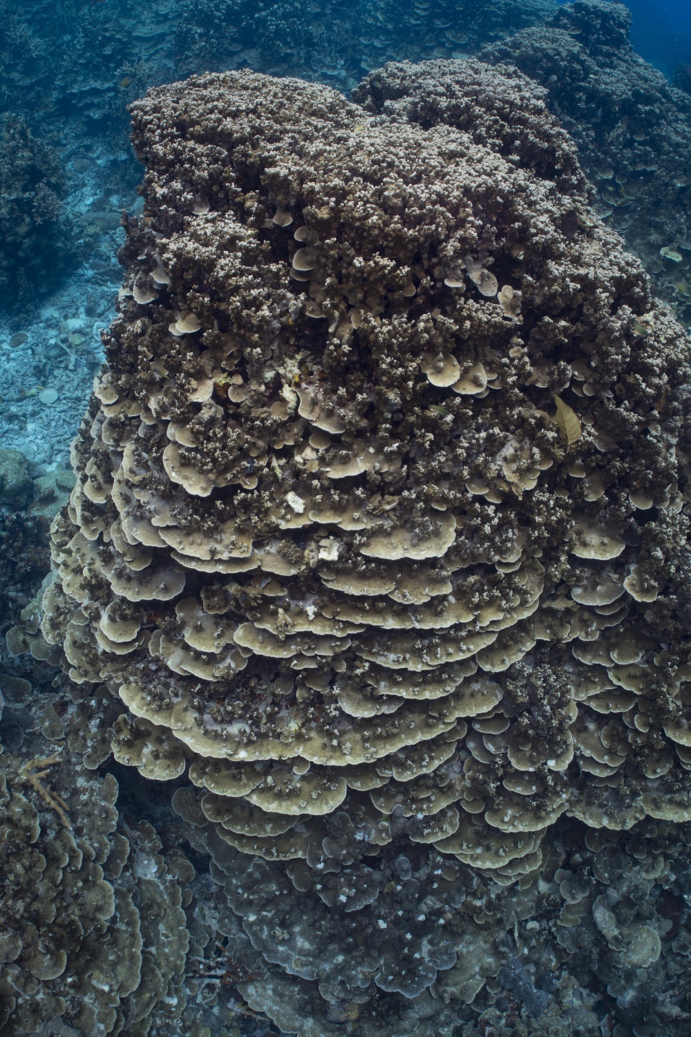 Współczesne koralowce z rodzaju Porites, płaskie w dolnej części, a gałązkowe w górnej, kształt zmienny ze względu na zmienne naświetlenie. Rafa Bougainville, Wielka Rafa Barierowa. Fot. Tom Bridge