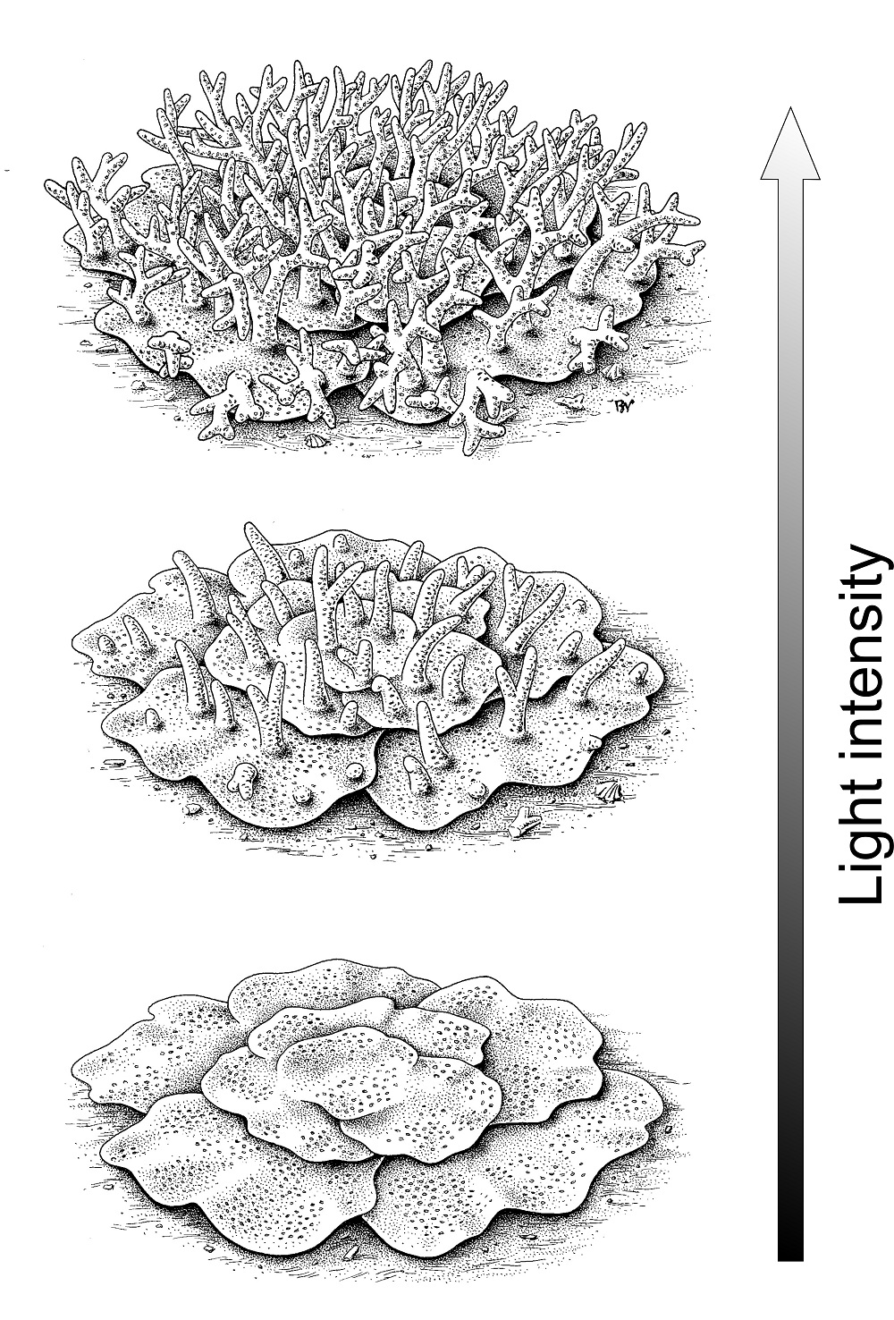 Rekonstrukcja kopalnych koralowców denkowych o zmiennej w zależności od światła morfologii. Rys. Bogusław Waksmundzki. Obie ilustracje pochodzą z pracy Majchrzyk et al. 2023.