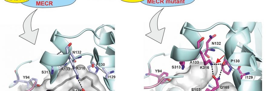 Opis grafiki: Zaprojektowana mutacja białkowa pozwoliła na częściowe zablokowanie wnęki enzymu MECR wiążącej kwasy tłuszczowe, umożliwiając analizę funkcji długołańcuchowych kwasów tłuszczowych produkowanych w mitochondriach. Źródło: Wydział Fizyki UW