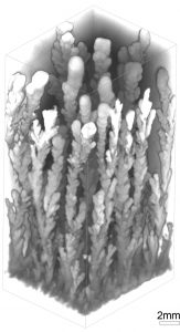 Obraz tomograficzny trójwymiarowych dendrytów manganowych. Źródło: Wydział Geologii Uniwersytetu Wiedeńskiego