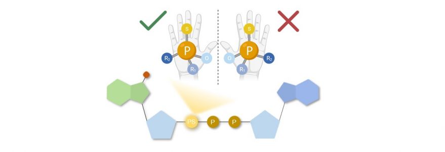 Rysunek przedstawia stereoizomery grupy tiofosforanowej, które są wzgledem siebie jak nienakładalne odbicia lustrzane (podobnie jak lewa i prawa dłoń). Grafika: Joanna Kowalska