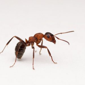 Mrówka rudnica. Fot. M. Kukla